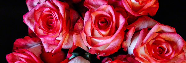 Claire Newton -smell the roses