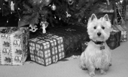 christmasdog